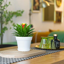 T4U 12,5cm Kunststoff Blumentopf 6er-Set mit Untersetzer