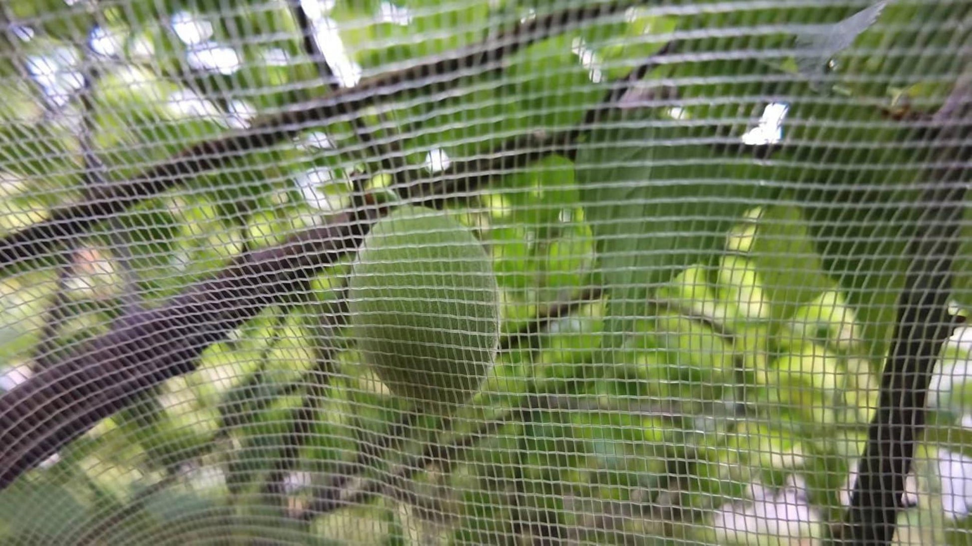 Insektenschutznetz Pflanzenschutznetz 1.8m x 1.8m mit