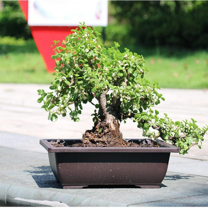 Bonsai Schale mit Untersetzer 6 Rechteckige Trainingstöpfe 3