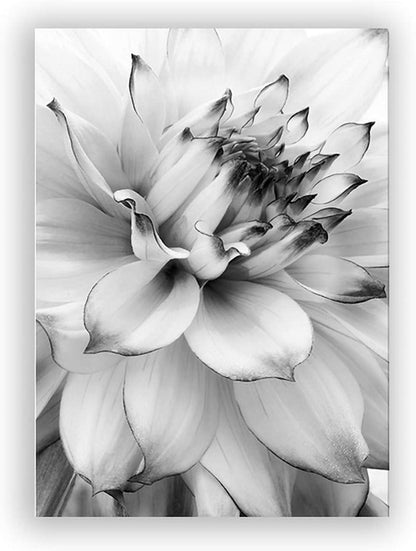 Trayosin 3-teiliges Premium Poster Set Aesthetic Blume Schwarz Weiß Feder Löwenzahn 30x40cm