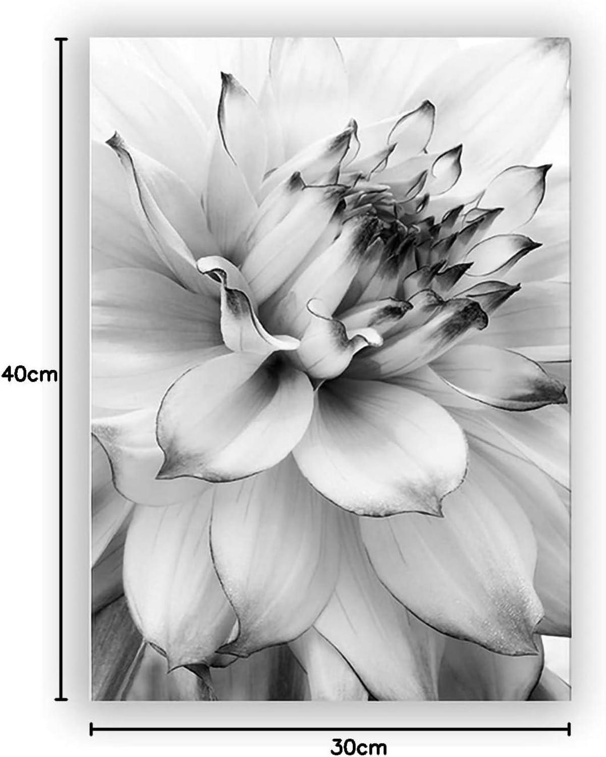 Trayosin 3-teiliges Premium Poster Set Aesthetic Blume Schwarz Weiß Feder Löwenzahn 30x40cm