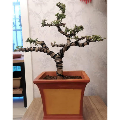 Bonsai Draht Set 3 Größen Aluminium 1,0mm 1,5mm 2,0mm 30m