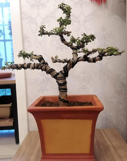 Bonsai Draht Set Aluminium 1,0mm 1,5mm 2,0mm 30m