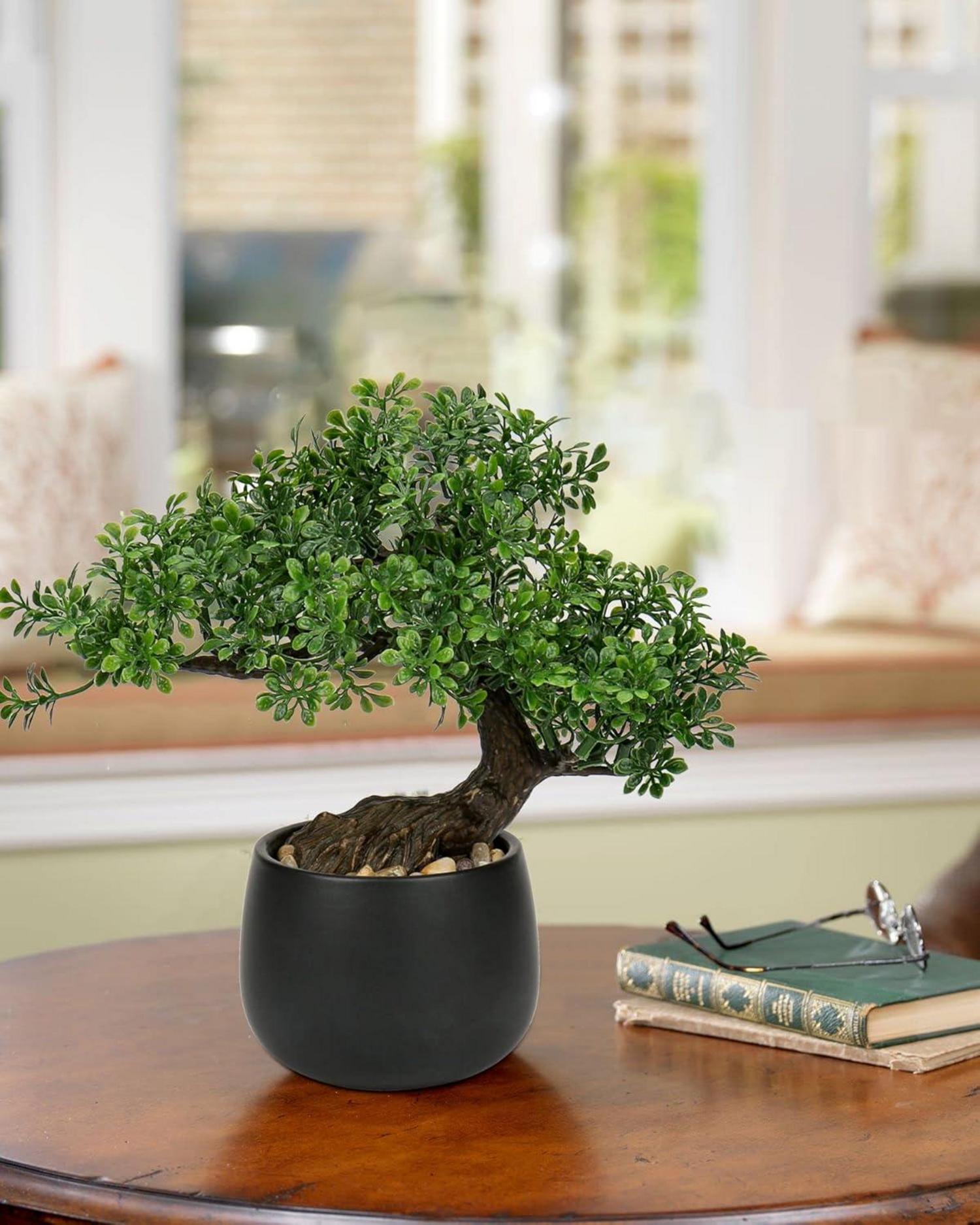 Kunstpflanze Bonsai Baum Podocarpus Schwarz-1 25cm Aesthetic Deko