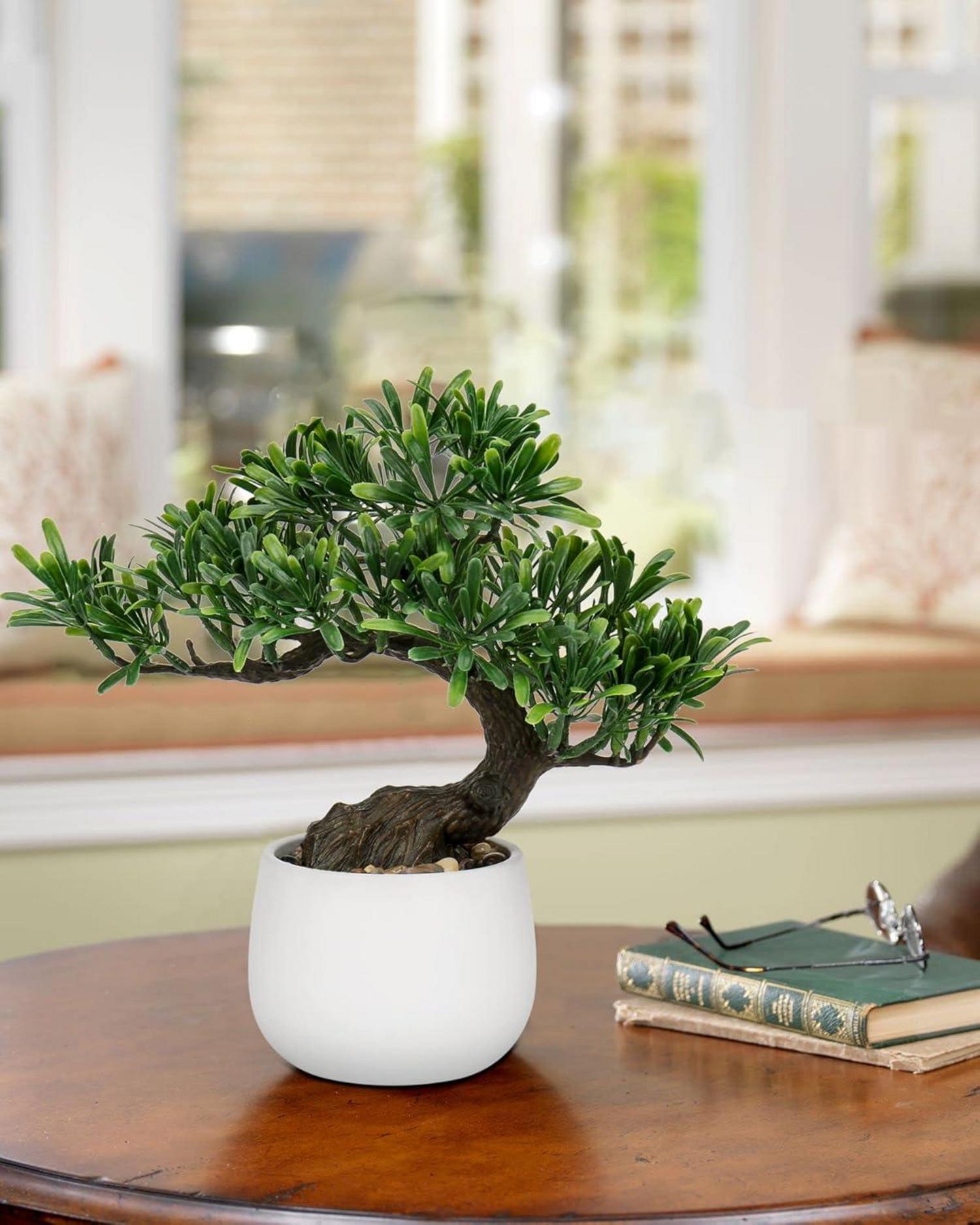 Kunstbonsai Podocarpus Baum Kunstpflanze im Keramiktopf 25cm Weiß-3