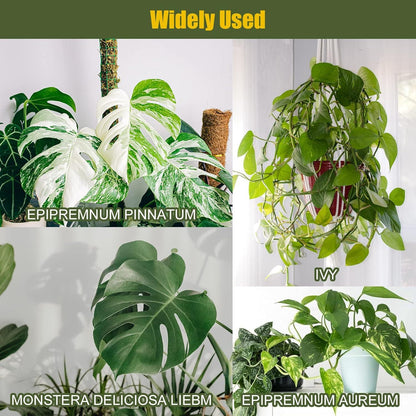 Monstera Rankhilfe 6x 30cm Pflanzstäbe Kokos Moosstab für Kletterpflanzen