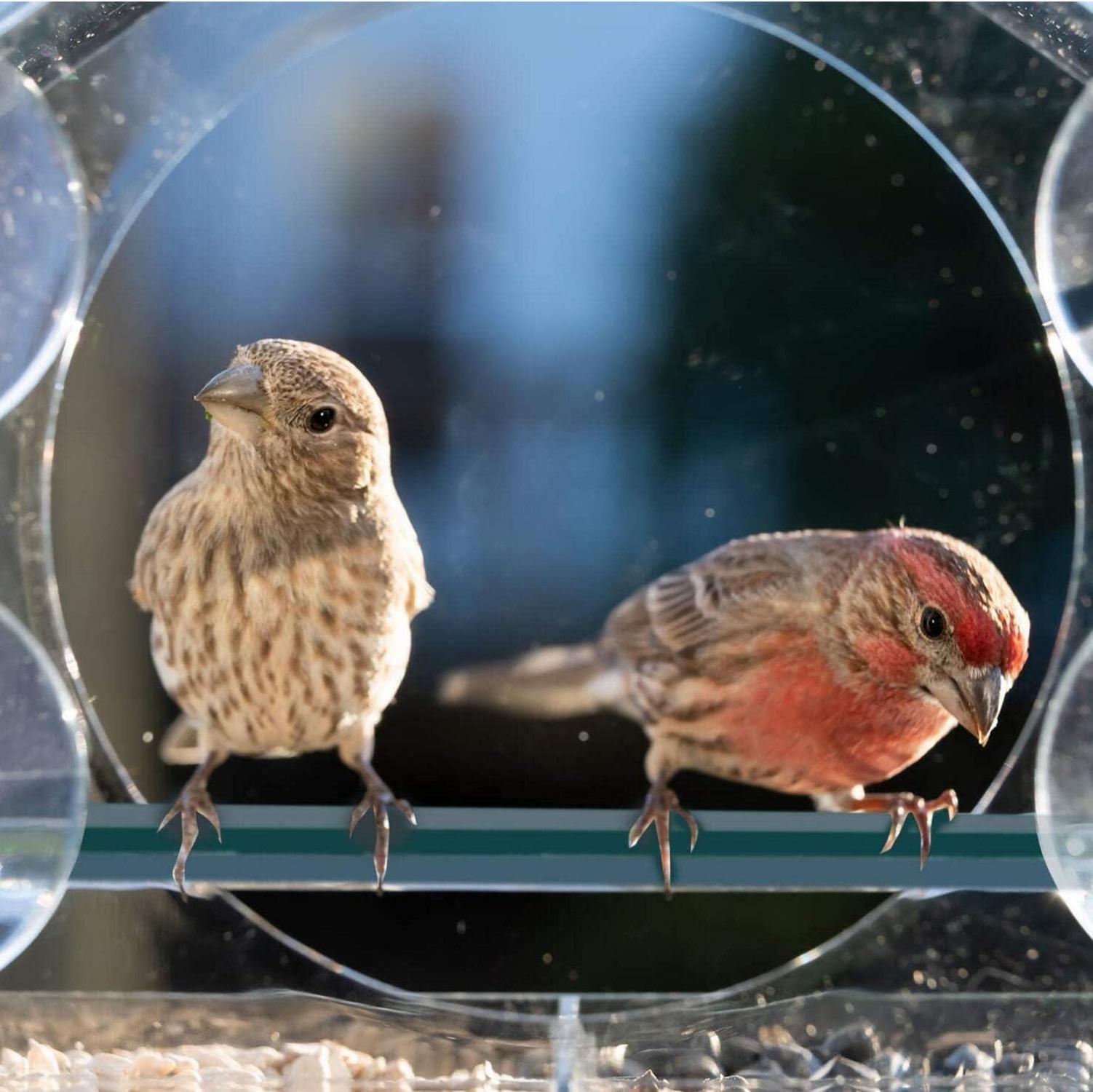 AMSAMOTION Vogelhaus Fenster Futterhaus transparent Acryl