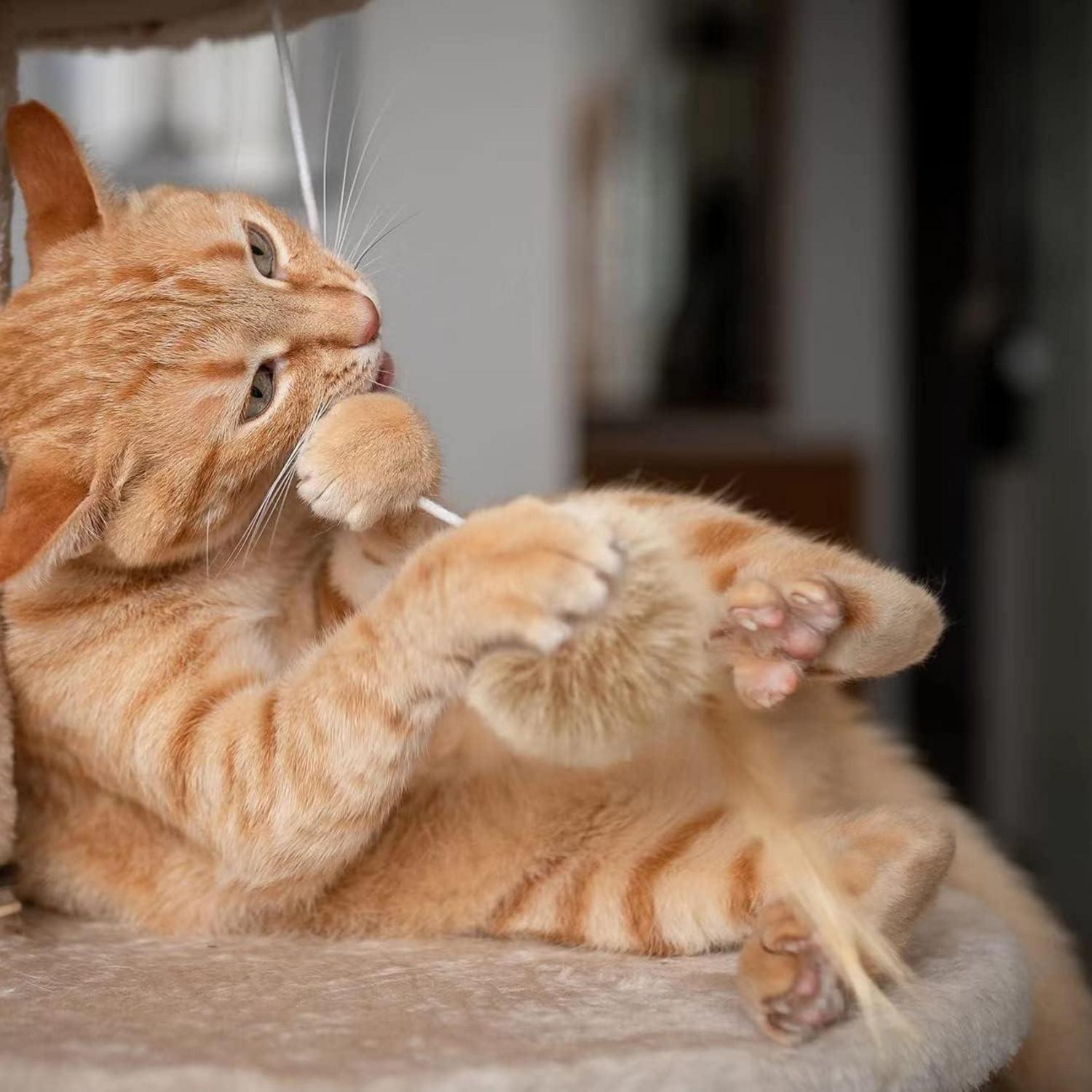 Katzenspielzeug Set mit Angel-Feder Katzenbälle interaktives Spielzeug