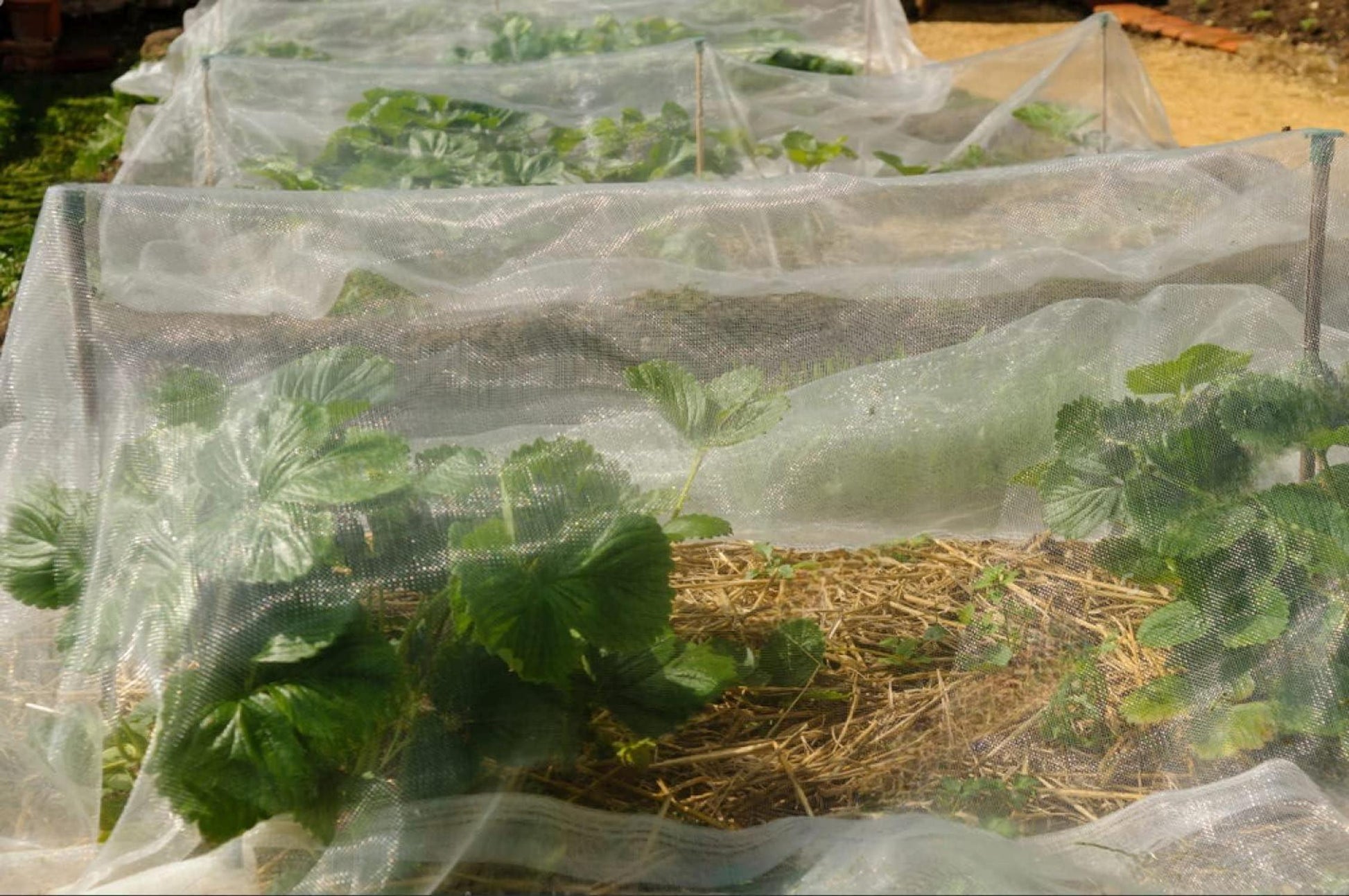 Insektenschutznetz Gemüseschutznetz 3m x 10m Feinmaschig Vögel Schädlinge schwarz