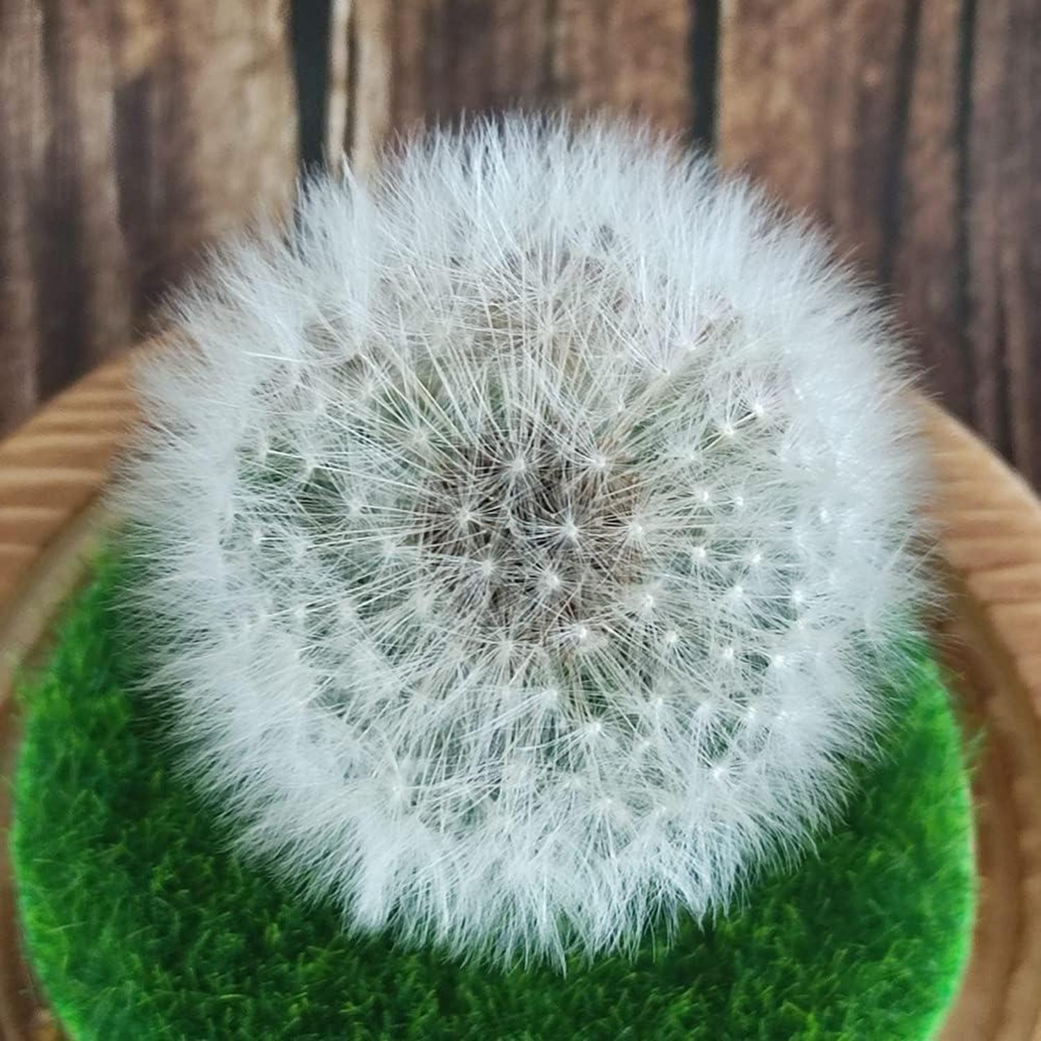 Pusteblume Engel Figuren im Glas - Geschenk für