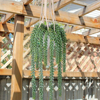 Künstliche Pflanze Hängepflanze Kunstpflanze Zimmer Wand Aesthetic 14cm