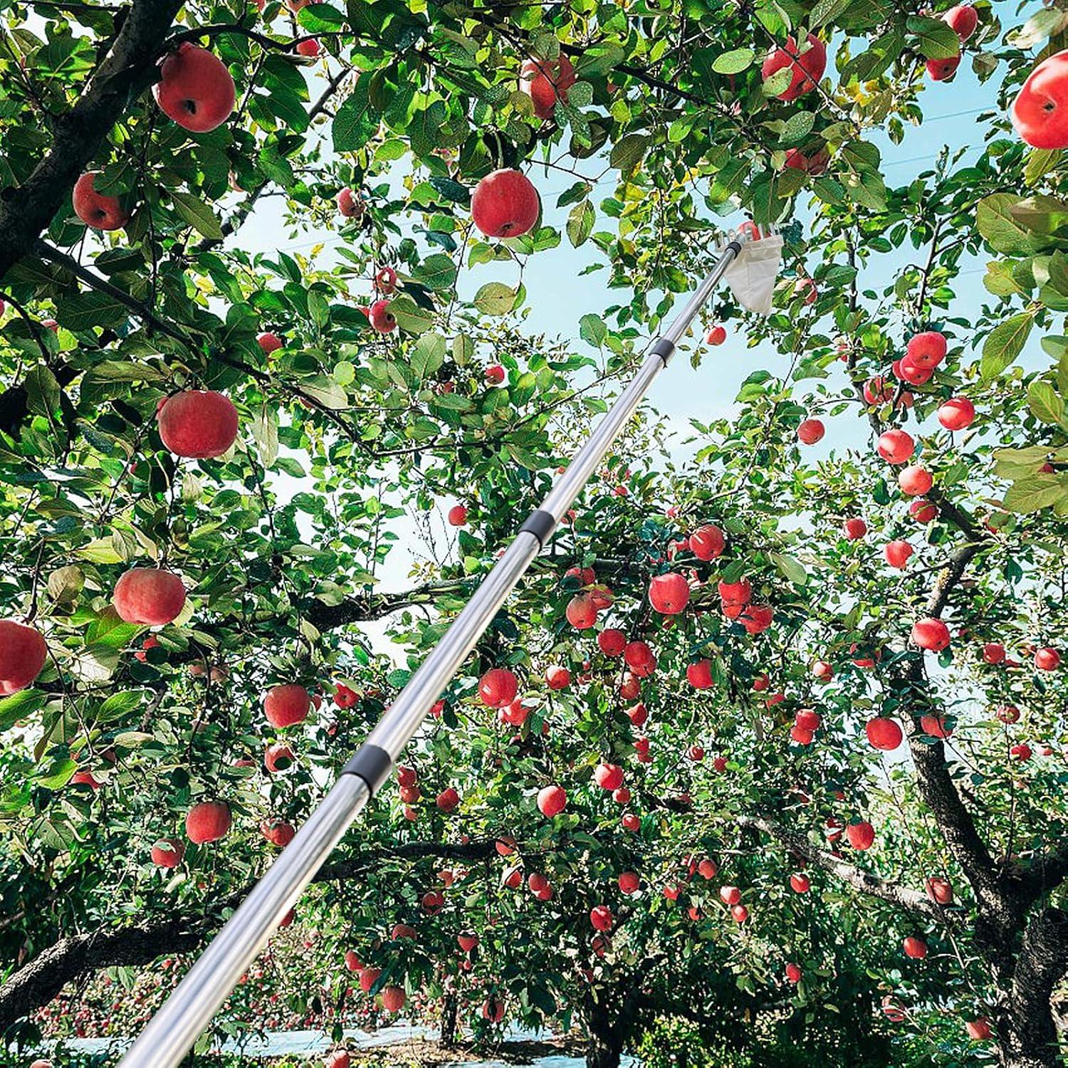 Obstpflücker 4,2m Teleskopstiel Edelstahl Baumwollbeutel Apfel Kirsche