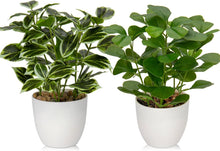 Künstliche Ficus Pflanzen im Topf 2er Set für Fensterbank & Dekoration