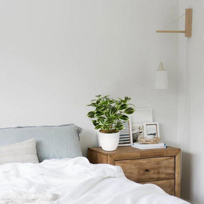 Kunstpflanze Ficus im Topf 2er Set Grün Deko Fensterbank