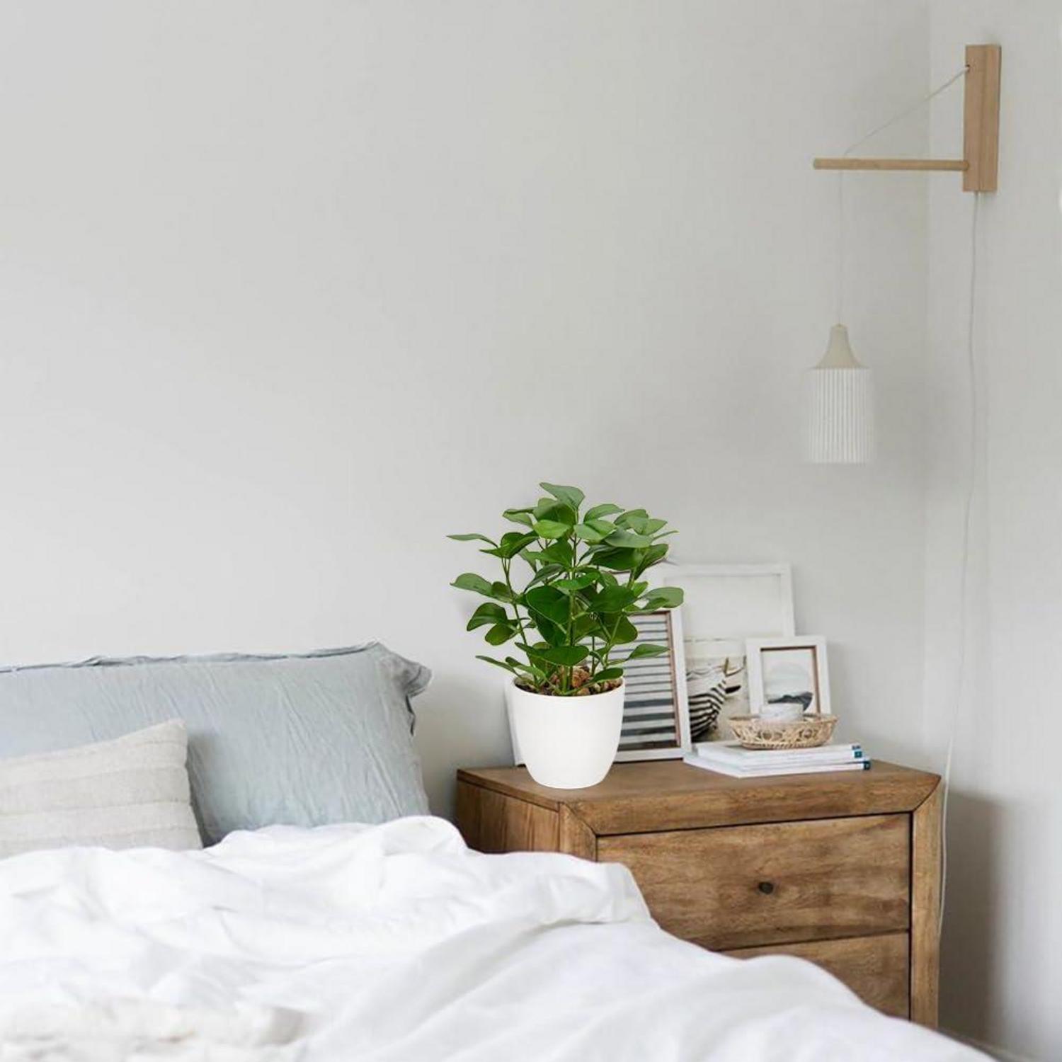 Künstliche Ficus Dekopflanze für Fensterbank und Wohnzimmer