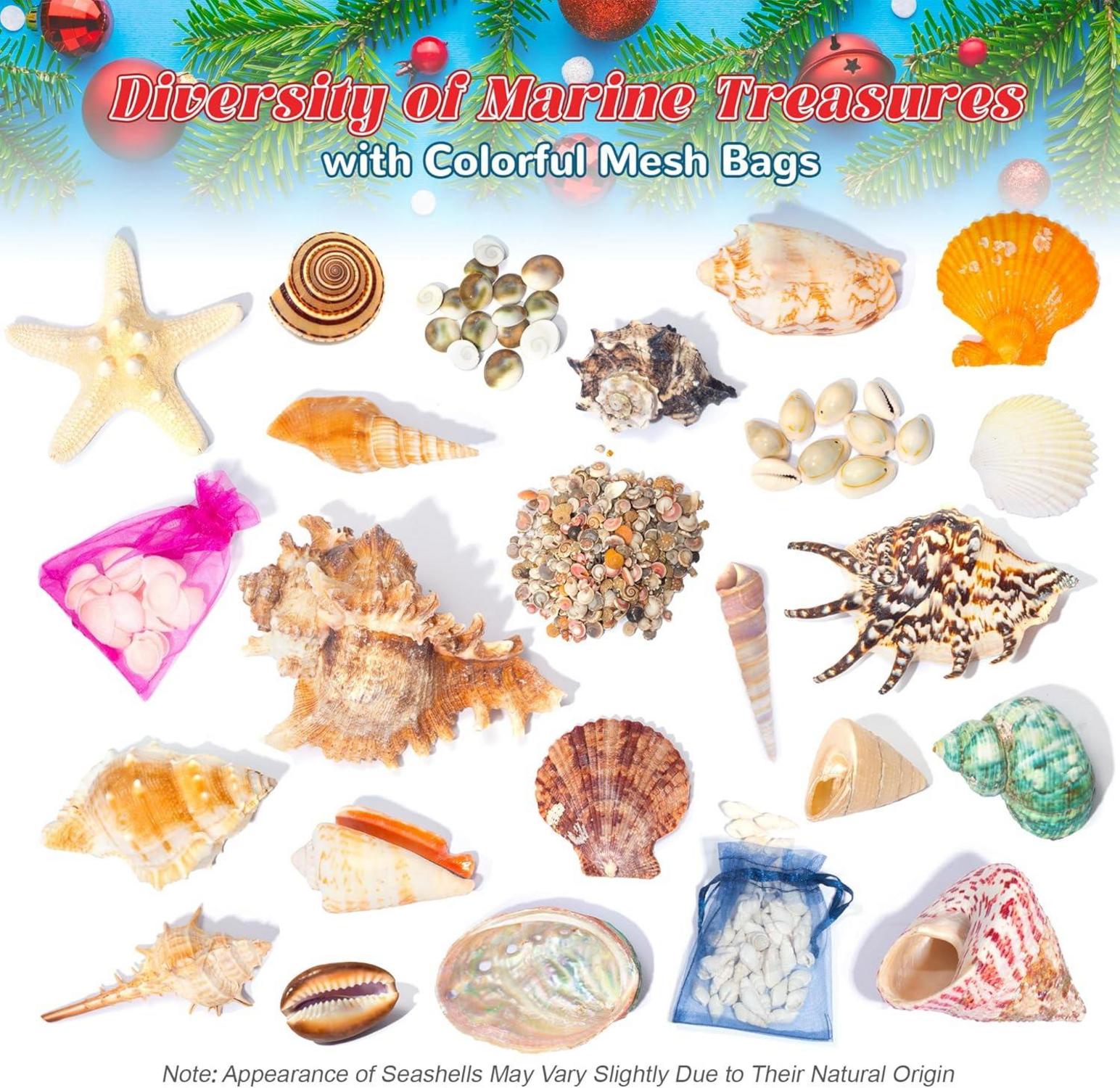 Adventskalender 2023 Kinder Muscheln Seesterne Weihnachten