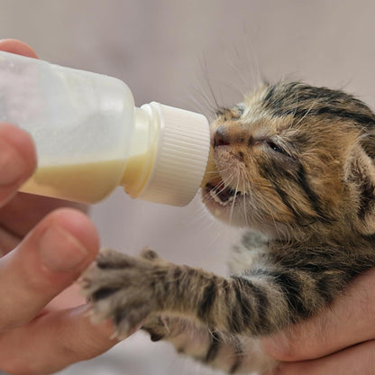 Aufzuchflasche Welpenmilch Nippel Spritzen 18 Stück