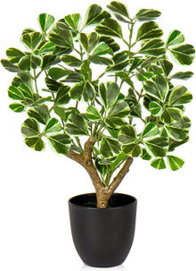 Kunstpflanze Ficus Schwarzem Topf Dekopflanze Fensterbank Wohnzimmer