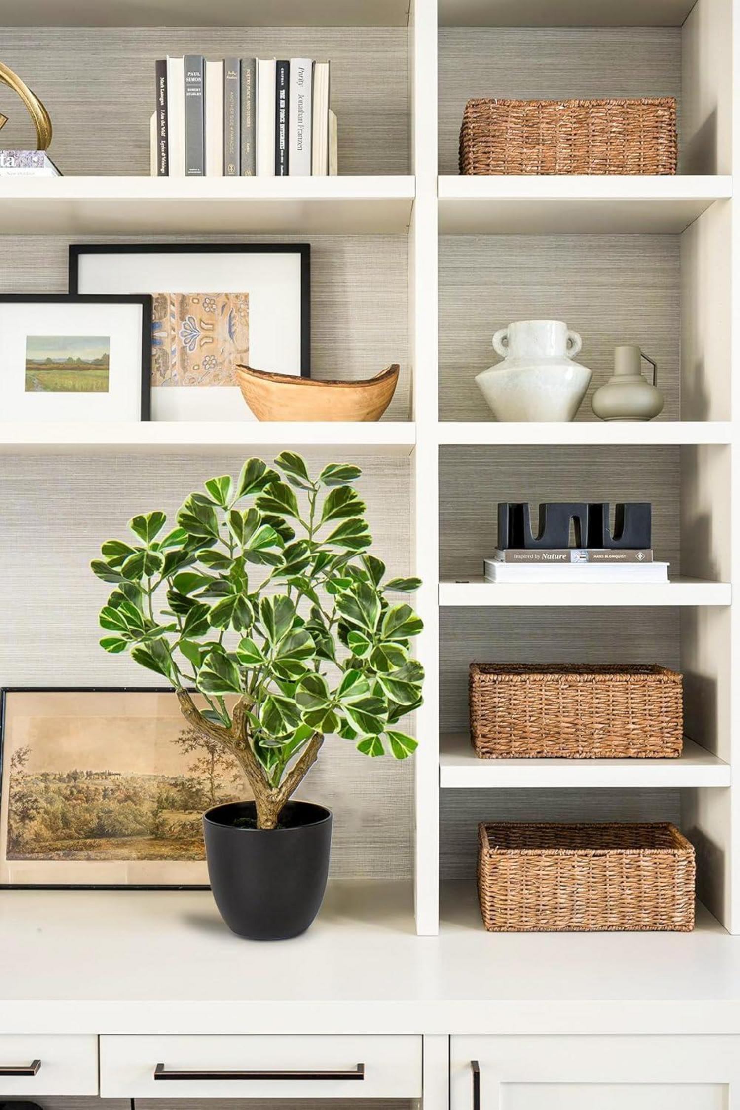 Kunstpflanze Ficus Schwarzem Topf Dekopflanze Fensterbank Wohnzimmer