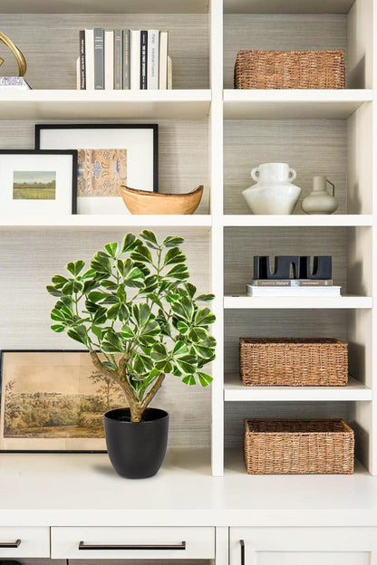 Kunstpflanze Ficus Schwarzem Topf Dekopflanze Fensterbank Wohnzimmer