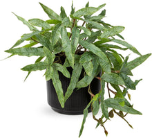 Künstliche Farnpflanze in Keramiktopf Dekopflanze Grün