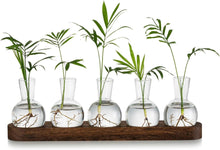 Mini Glas Terrarium Set Hydrokultur Vase Holztablett Kreativ96