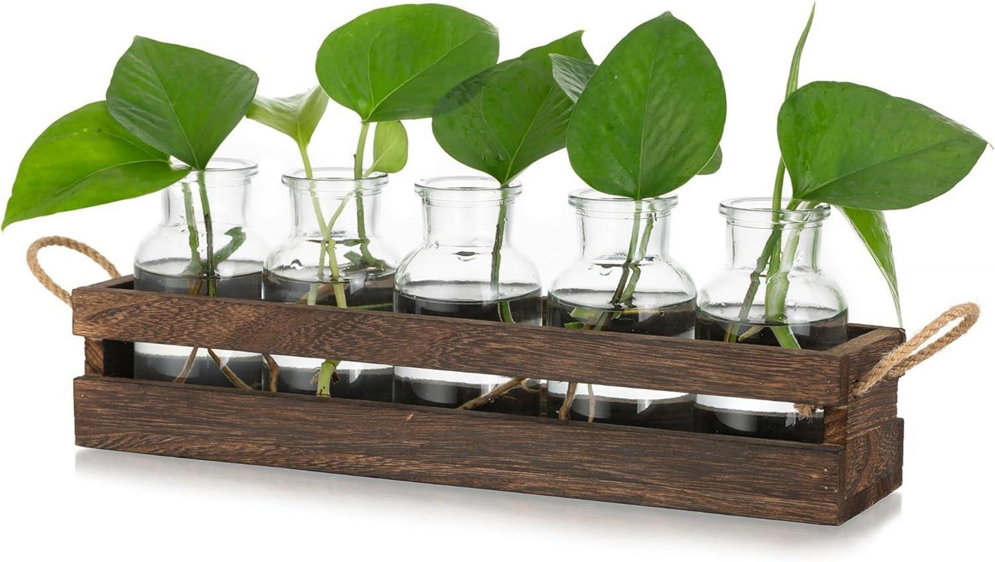 Kleine Glasvase Set Hydrokultur Terrarium Pflanzen Deko