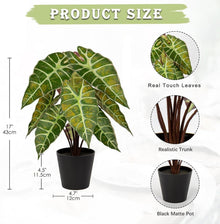Briful Kunstpflanze Calathea Alocasia Sanderiana 43 cm