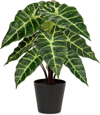 Kunstpflanze Calathea Alocasia Sanderiana in Schwarzem Topf 43cm