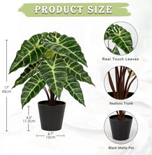 Kunstpflanze Calathea Alocasia Sanderiana Deko-Zimmerpflanze