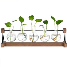 Hydrokultur Glasvase mit Holzständer, 5er Blumenvasen Set