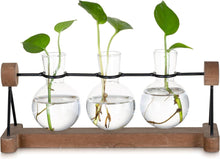 Hydrokultur Glasvase mit Holzständer 3er Set Blumenvasen