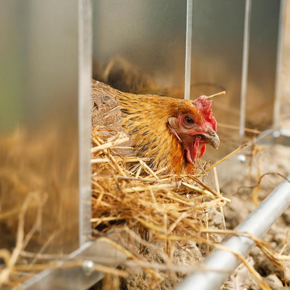 Metall Hühner Legebox mit 4 Löchern für Hühnerstall