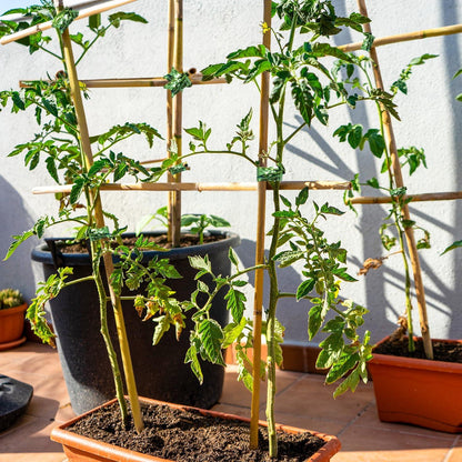Bambusstäbe 44.5CM 20 Stück Pflanzenstütze für Blumen Gemüse