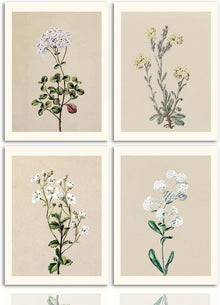 Botanische Vintage Wandbilder Set 4-teilig 30x40cm