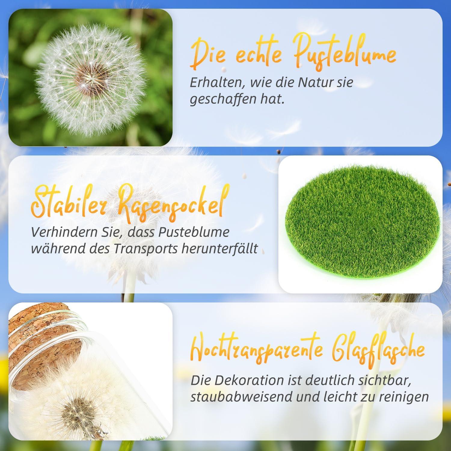 Echte Pusteblume im Glas - Wunscherfüller Geschenkbox