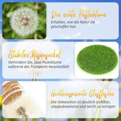 Echte Pusteblume im Glas - Wunscherfüller Geschenkbox
