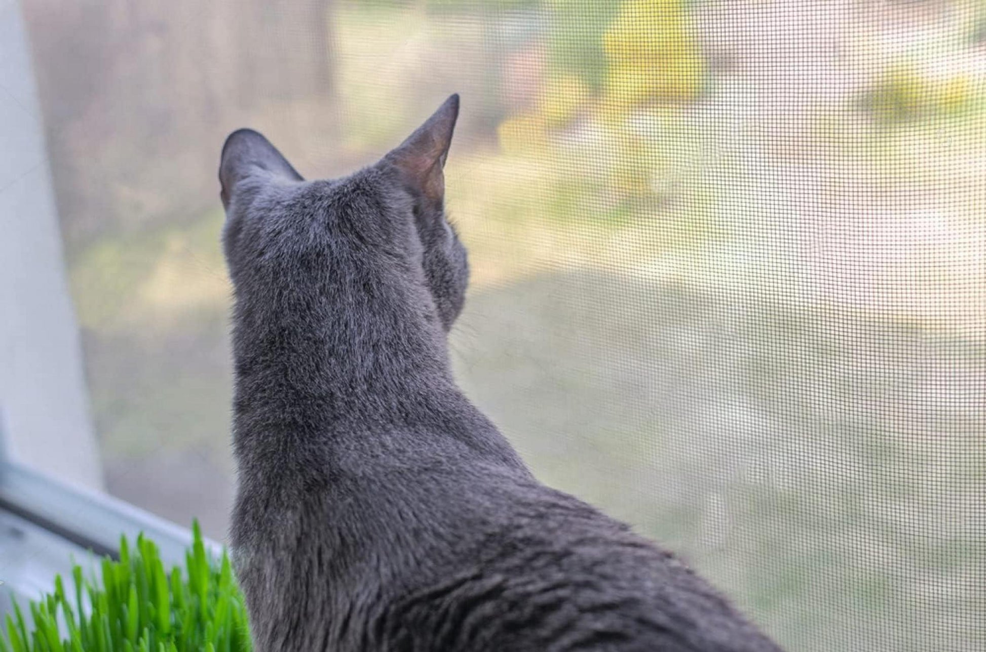 Fliegengitter Fenster 200x150 cm Anti Mücken Fliegen Insektenschutz Meterware