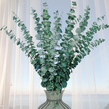 Getrockneter Eukalyptus Trockenblumen für Hochzeit & Deko