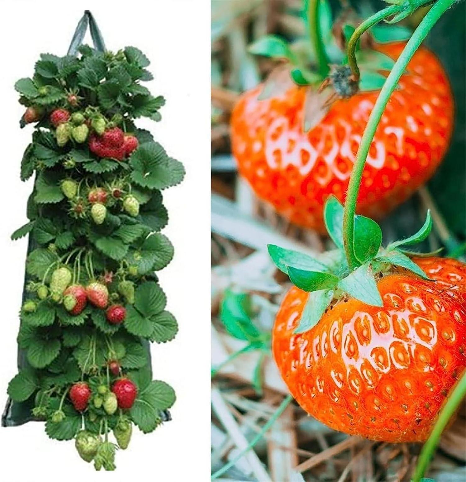 Pflanzsack Erdbeeren 2 Stück Hängend Pflanztaschen Tasche für Garten