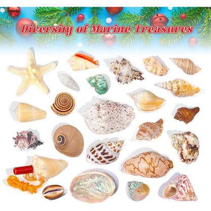 Adventskalender 2024: Muscheln für