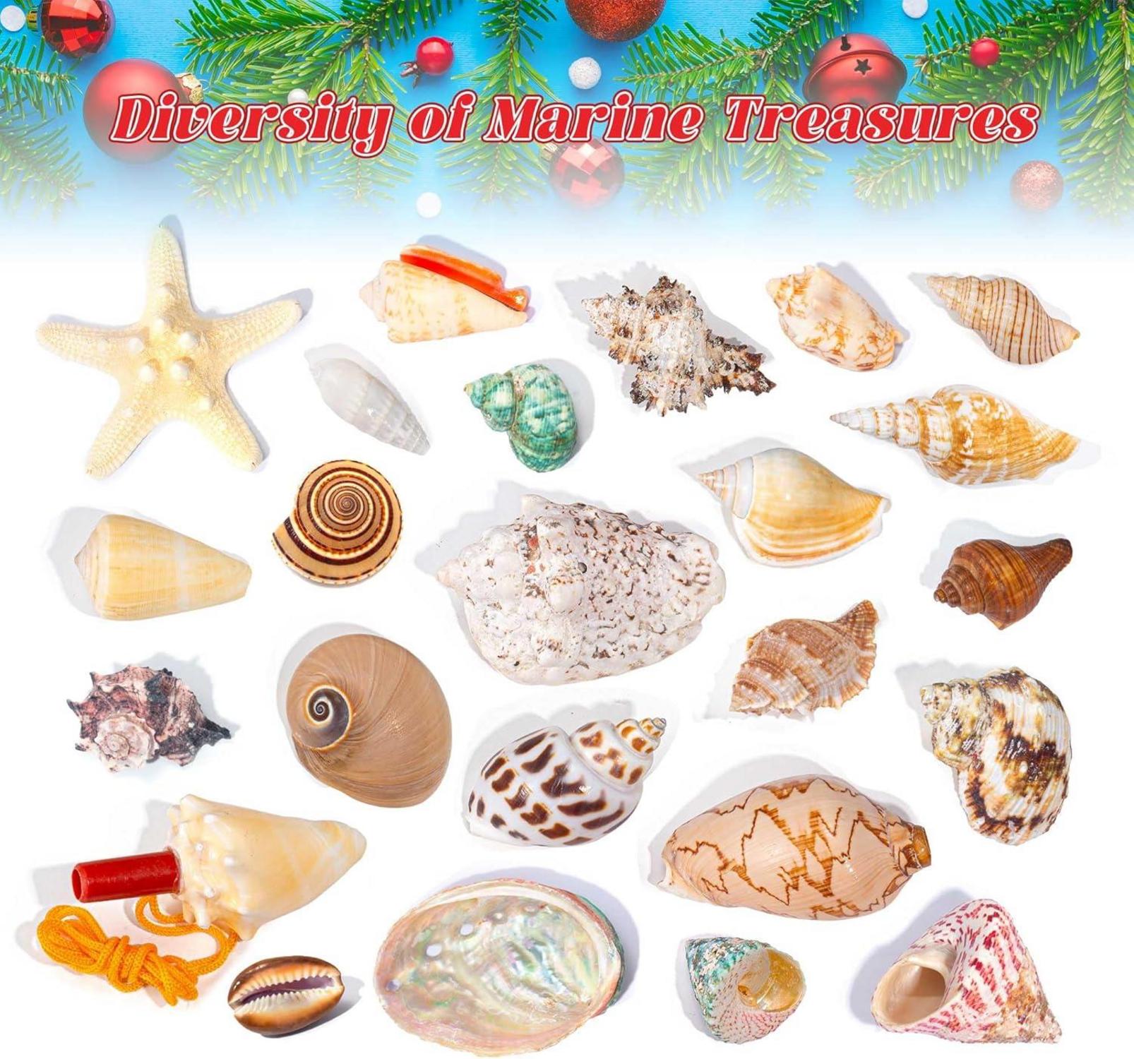 Adventskalender 2024 Muscheln 24 Tage