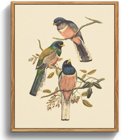 Vintage Vogel Leinwandbild mit Rahmen 30x40 cm Trogon Variegatus