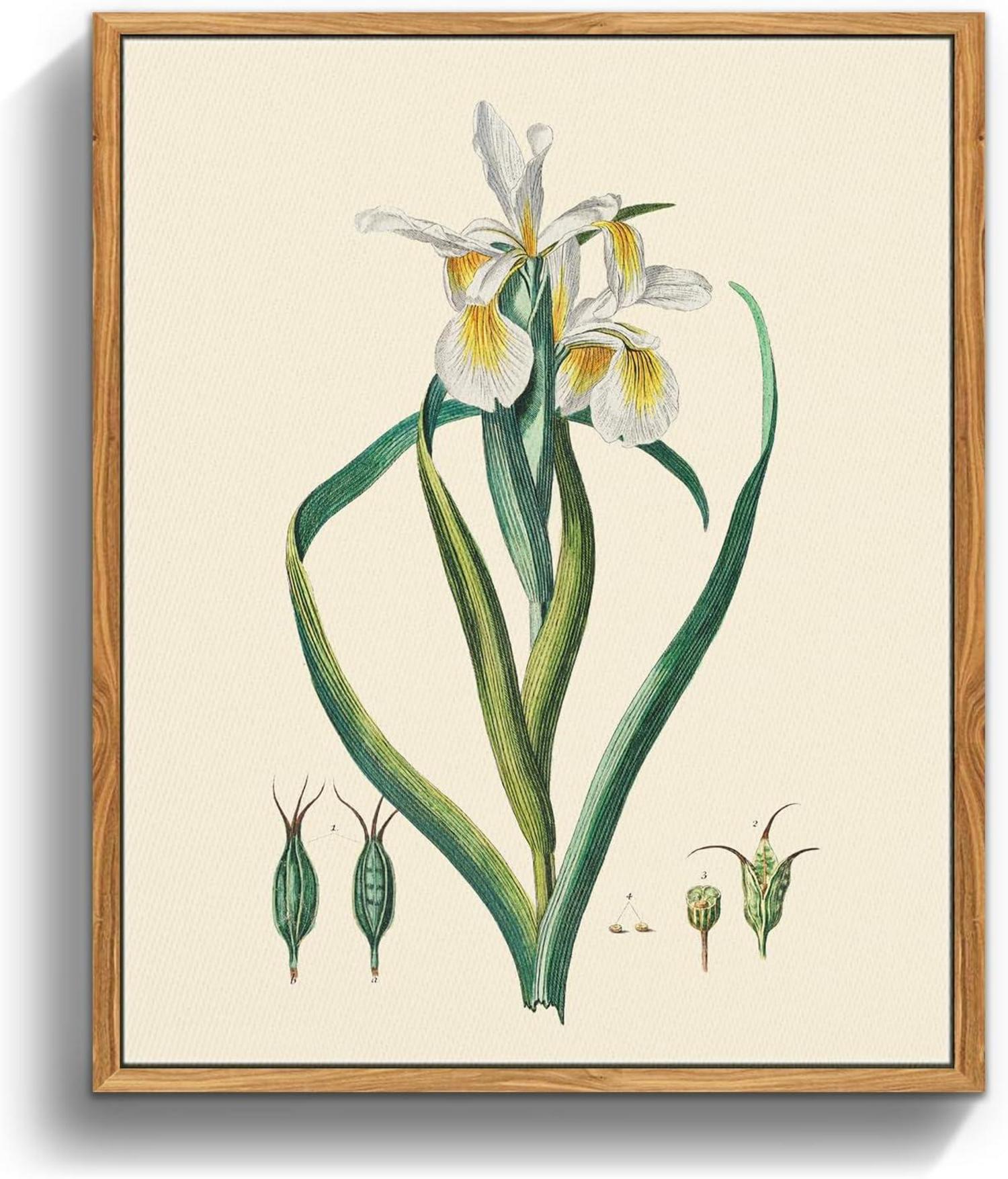 Vintage Botanische Leinwandbilder mit Holzrahmen 20x25 cm - Wohnzimmer