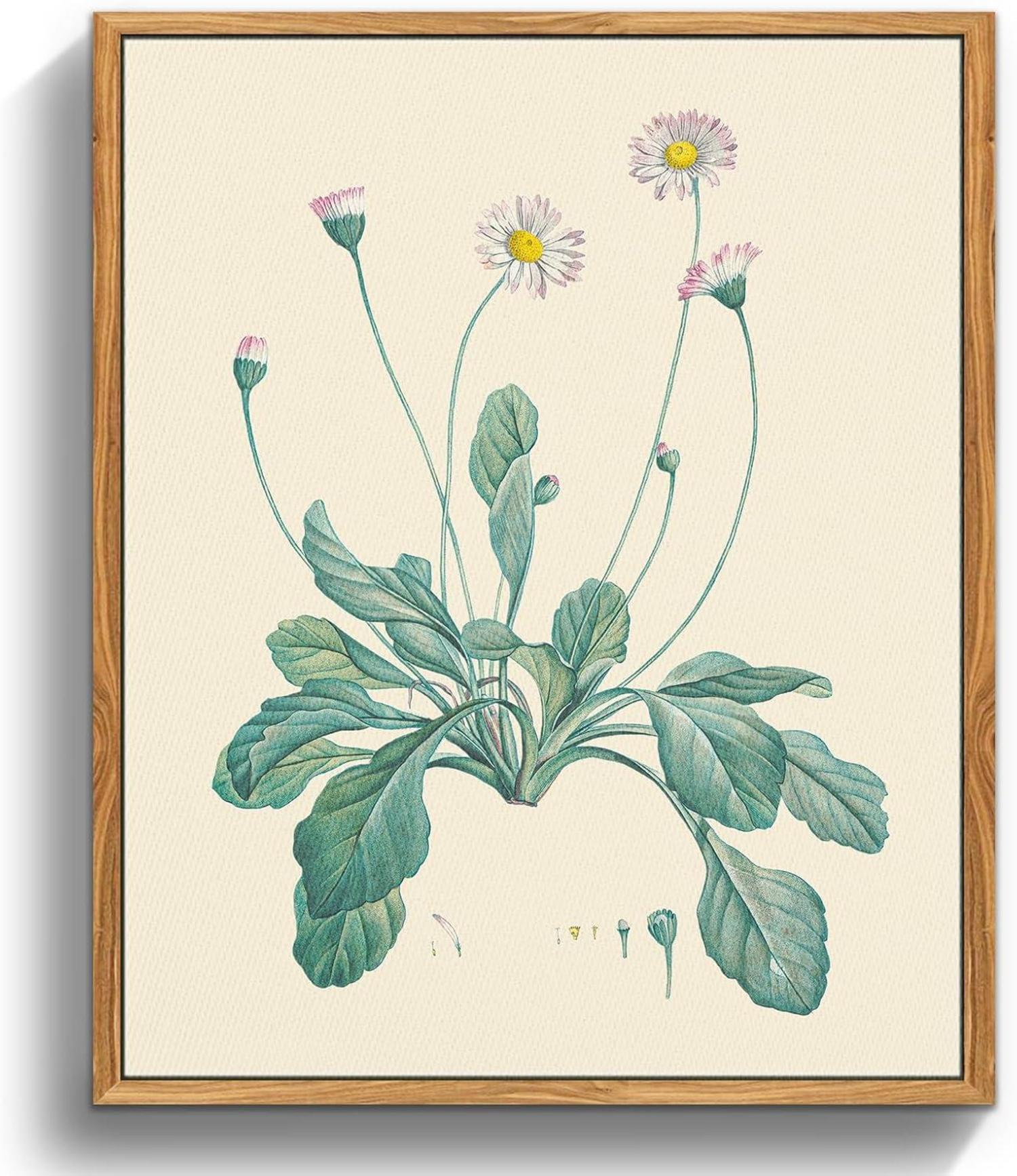 Botanische Leinwandbilder mit Holzrahmen - Vintage Gänseblümchen 20x25