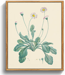 Botanische Leinwandbilder mit Holzrahmen - Vintage Gänseblümchen 20x25