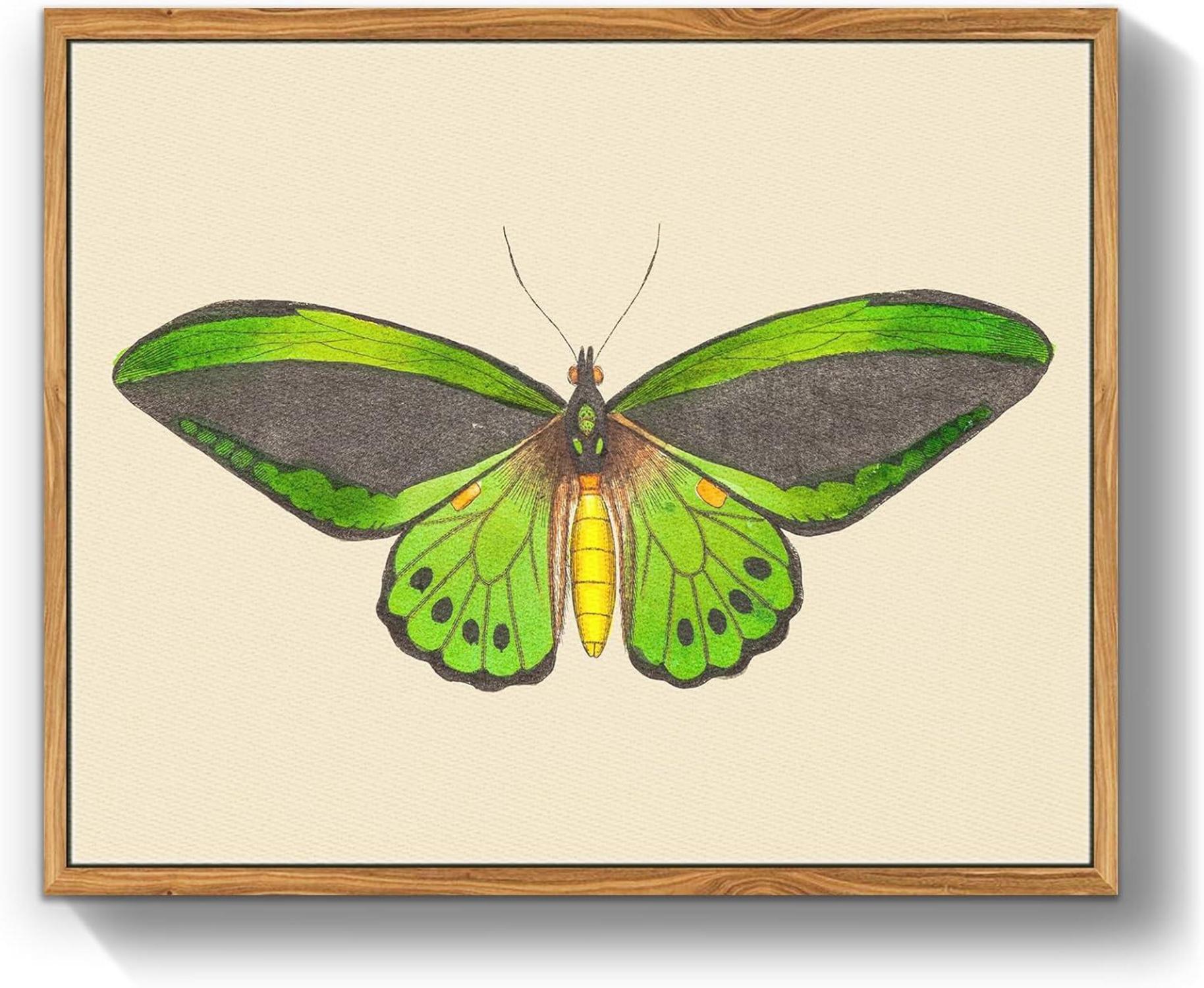 Vintage Insekten Leinwandbilder mit Rahmen 20x25cm Grüner Vogelflügel