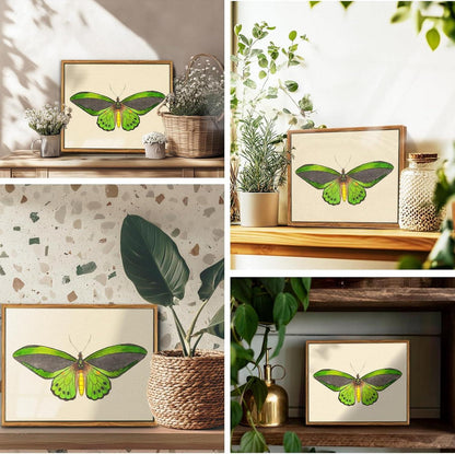 Vintage Insekten Leinwandbilder mit Rahmen 20x25cm Grüner Vogelflügel