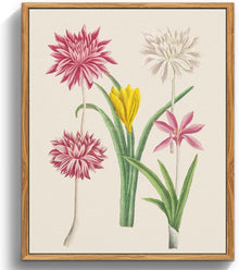 Vintage Botanische Leinwandbilder mit Holzrahmen 20x25 cm - Rosa