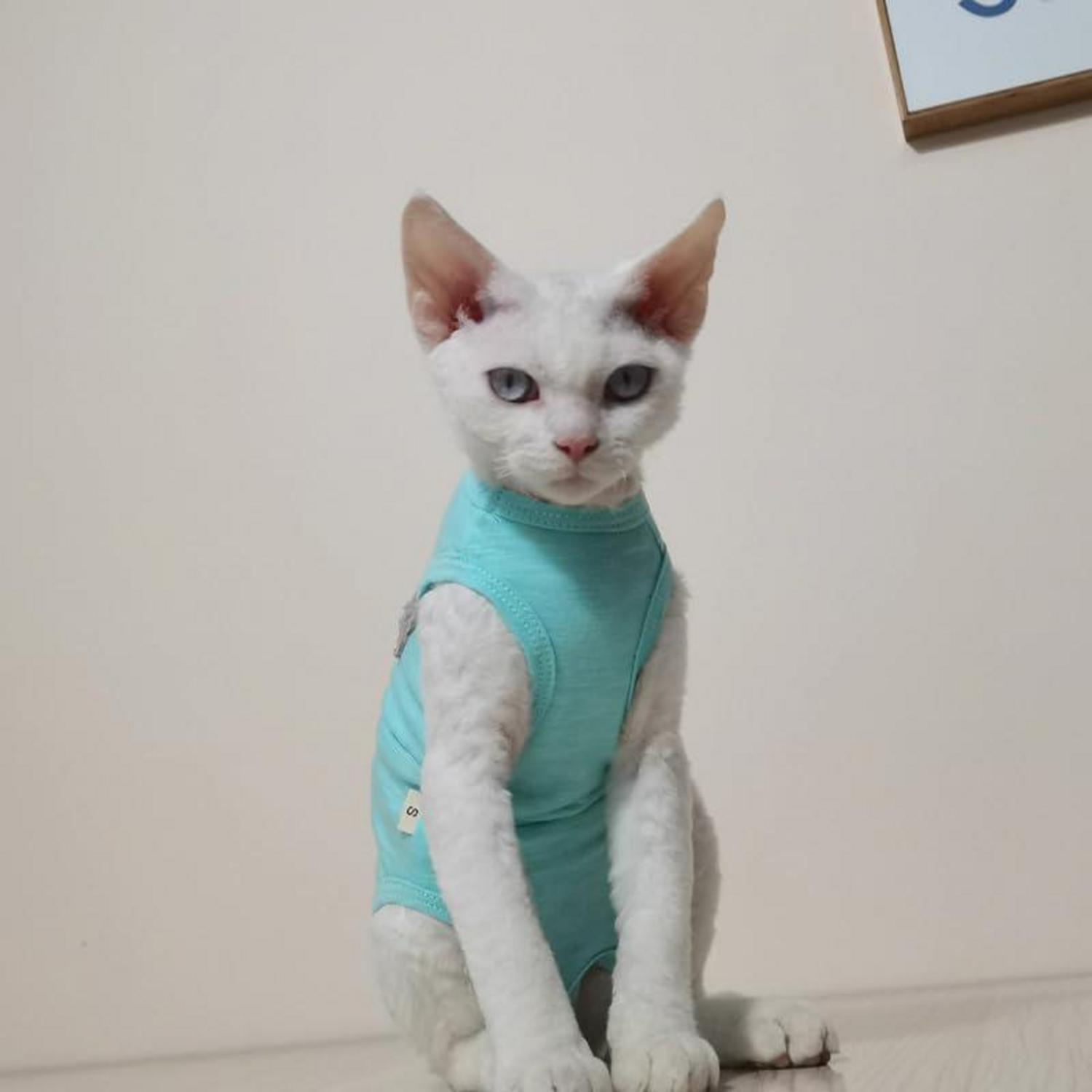 Katzenbody OP Sphynx Katze Bauchschutz Bärenverzierung Blau L